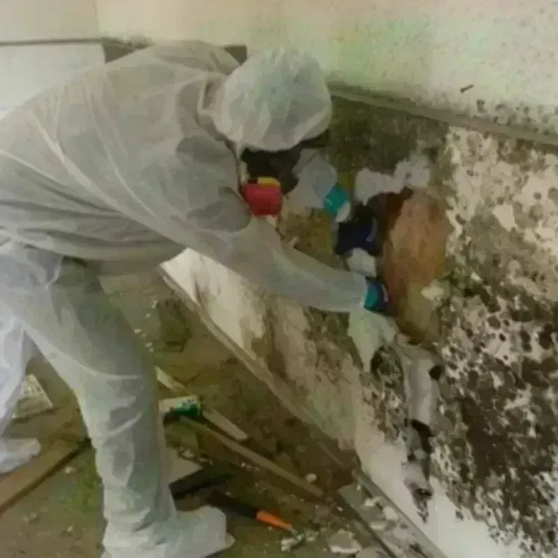 Mold Remediation and Removal in Duquesne, PA